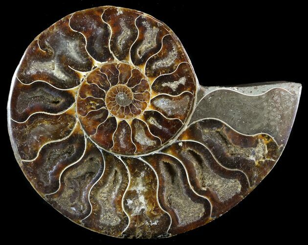 Polished Ammonite Fossil (Half) - Agatized #51769